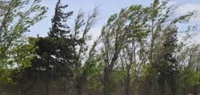 Veredas tapizadas de hojas y otros inconvenientes por la intensidad del viento