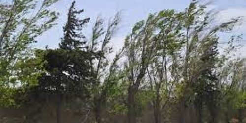 Veredas tapizadas de hojas y otros inconvenientes por la intensidad del viento