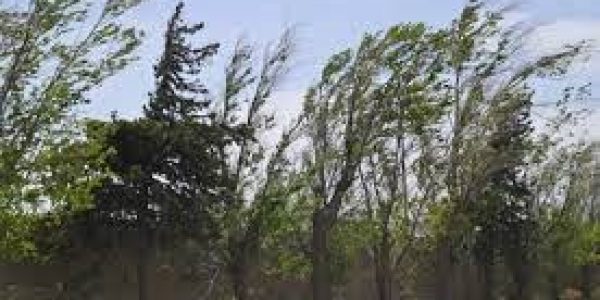 Veredas tapizadas de hojas y otros inconvenientes por la intensidad del viento