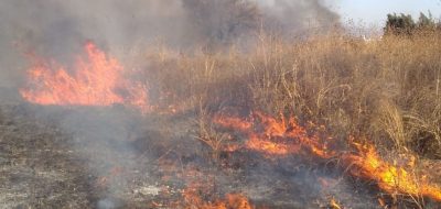 Tres incendios de pastizales producto del viento fuerte