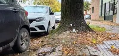 ¿Arbol o caño?: un dilema que se repite en distintos puntos de la ciudad