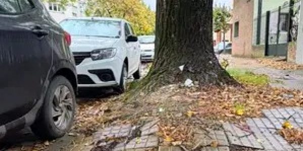 ¿Arbol o caño?: un dilema que se repite en distintos puntos de la ciudad