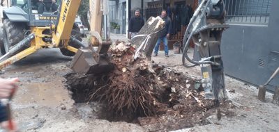 Continúa el problema de las raíces y las cañerías