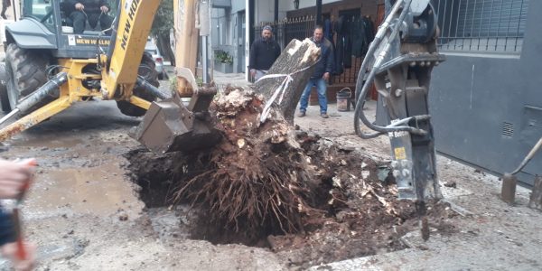 Continúa el problema de las raíces y las cañerías