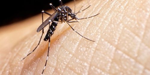 Sube la temperatura y se lanza la campaña contra el dengue