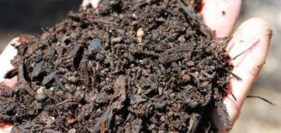 Piden investigar la fertilización de campos con guano de gallina: ¿es legal?